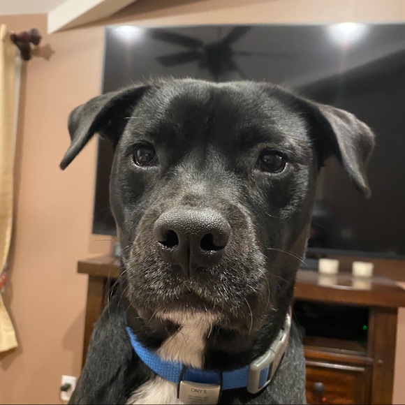 Meet your Posher, Kevin - Picture 1 of 1